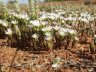 Mesembryanthemum nodiflorum-2.jpg